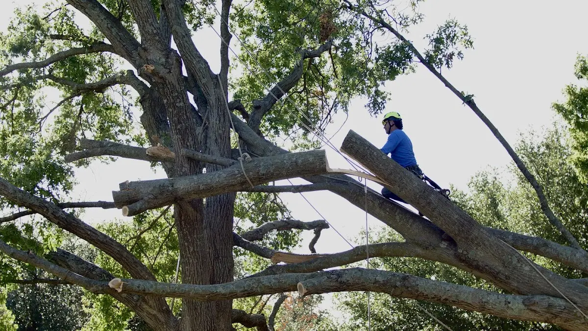 Professional Hazardous Tree Removal performed by certified arborists in Charlotte